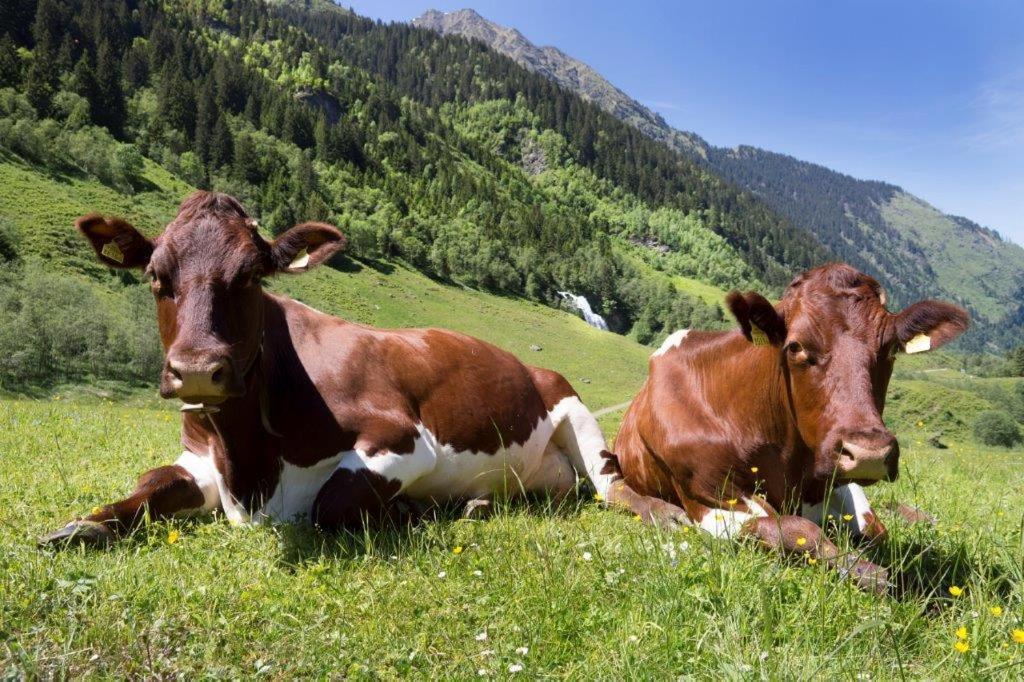 Apartmán Neuhaushof Hollersbach im Pinzgau Exteriér fotografie